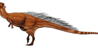 Dinozaurul Wannanosaurus avea dinții acoperiți cu smalț