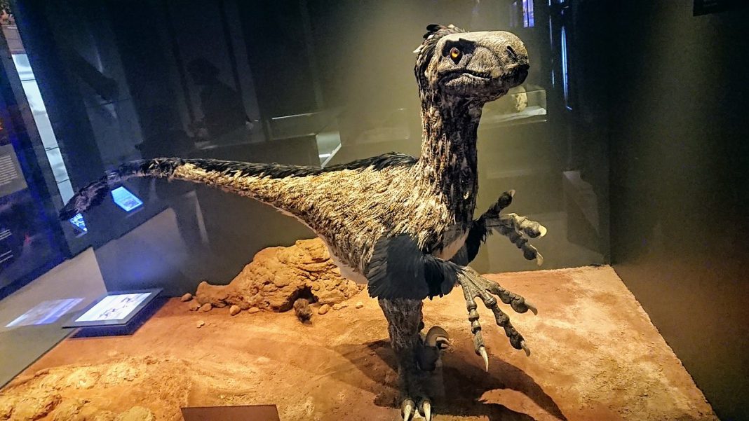 Dinozaurul carnivor Variraptor descoperit în sudul Franței Dinozaurul carnivor Variraptor descoperit în sudul Franței