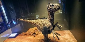 Dinozaurul carnivor Variraptor descoperit în sudul Franței