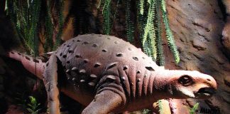 Dinozaurul erbivor Minmi, cel mai mic ankylozaur din era Mezozoică