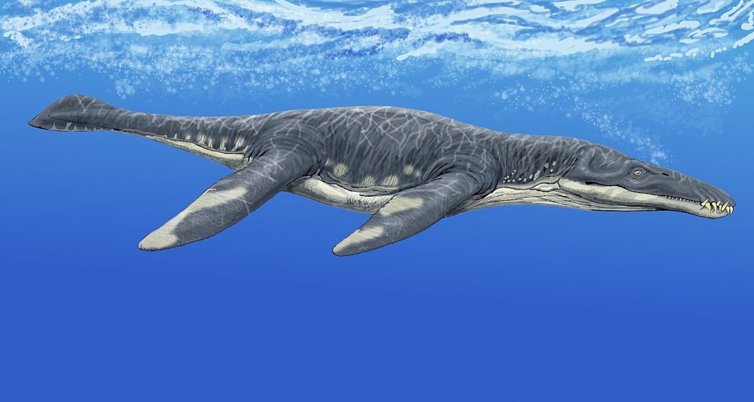 Dinozaurul-pește Liopleurodon, un uriaș înotător cu patru nări