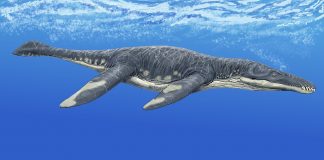 Dinozaurul-pește Liopleurodon, un uriaș înotător cu patru nări