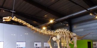 Dinozaurul sauropod Aeolosaurus - șopârla de vânt