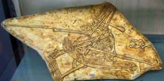 Dinozaurul zburător Pterodaustro descoperit în Argentina