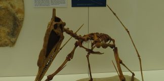 Dinozaurul zburător cu coada scurtă, Dsungaripterus