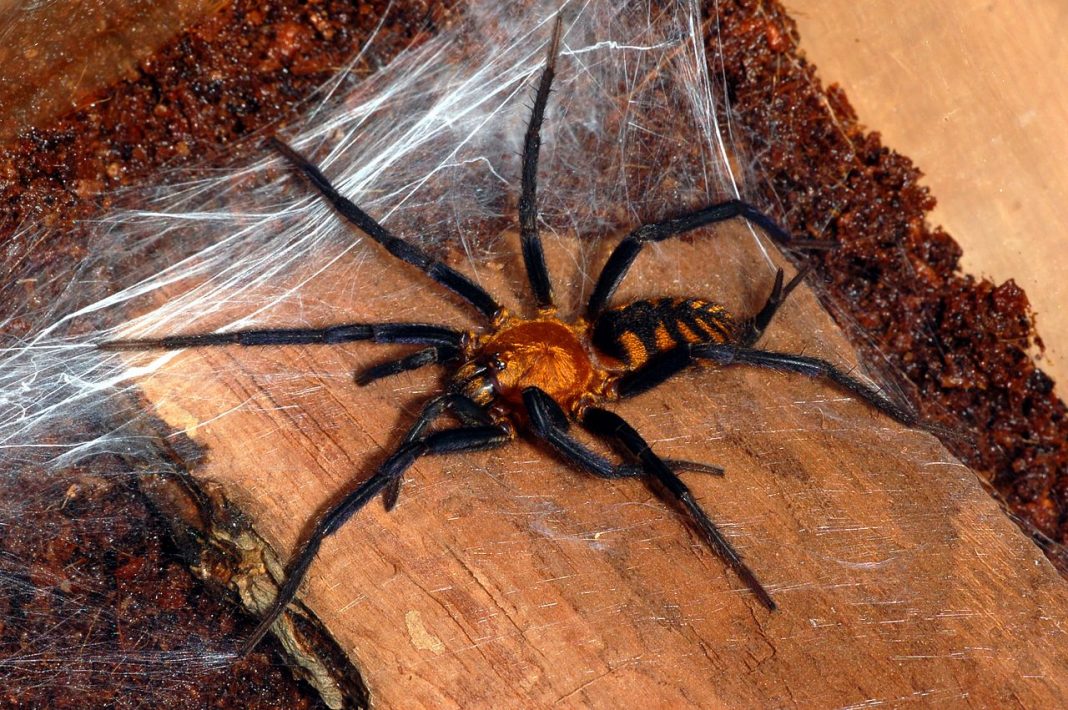 Dipluride – Păianjenul-pâlnie Atrax Robustus este cel mai letal pentru om