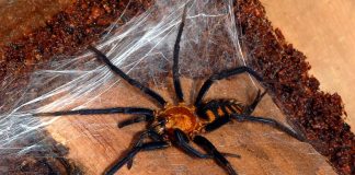 Dipluride – Păianjenul-pâlnie Atrax Robustus este cel mai letal pentru om