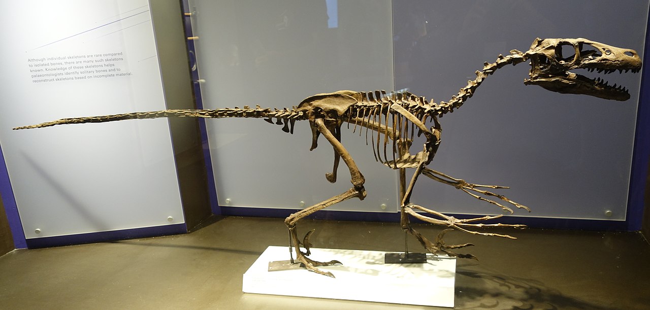 Dromaeosaurus