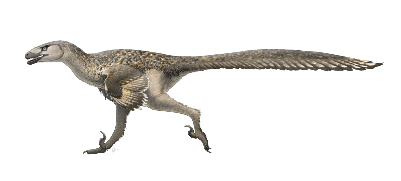 Dromaeosaurus cu alura unui ștruț, un dinozaur de talie mică