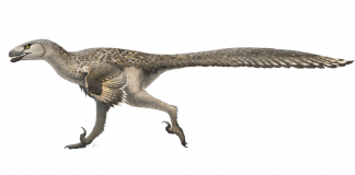 Dromaeosaurus cu alura unui ștruț, un dinozaur de talie mică