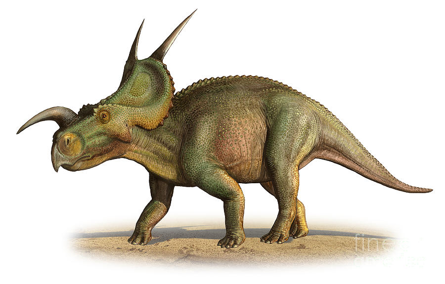 Einiosaurus procurvicornis, Foto: fineartamerica.com