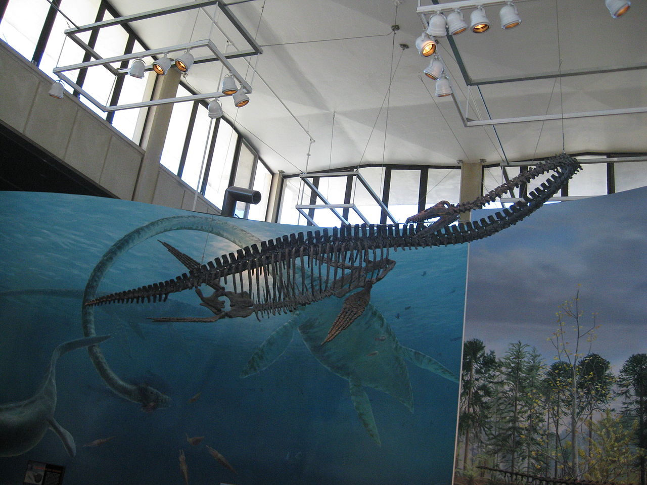 Elasmosaurus