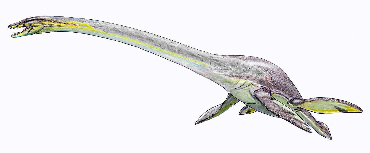 Elasmosaurus, cel mai mare plesiozaur care a trăit în Cretacicul superior