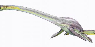 Elasmosaurus, cel mai mare plesiozaur care a trăit în Cretacicul superior
