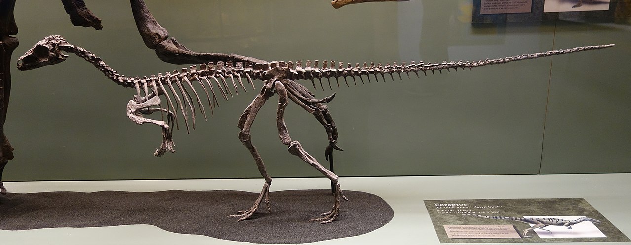 Eoraptor