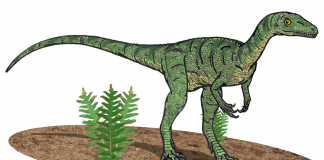Eoraptor, cel mai primitiv dinozaur ce a trăit în era Mezozoică