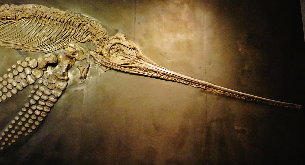 Eurhinosaurus