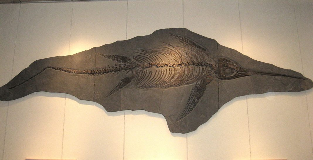 Eurhinosaurus, reptilă marină jurasică de 5 m lungime Eurhinosaurus, reptilă marină jurasică de 5 m lungime