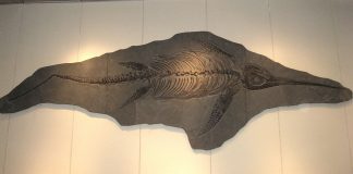 Eurhinosaurus, reptilă marină jurasică de 5 m lungime