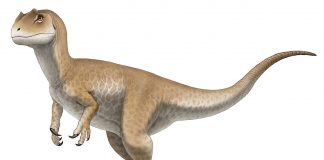 Fosile de dinozaur Adasaurus din Cretacic, descoperite în Mongolia