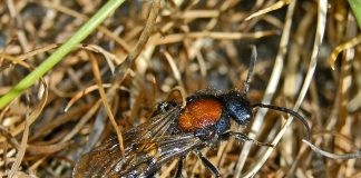 Furnici de catifea sau viespi fără aripi