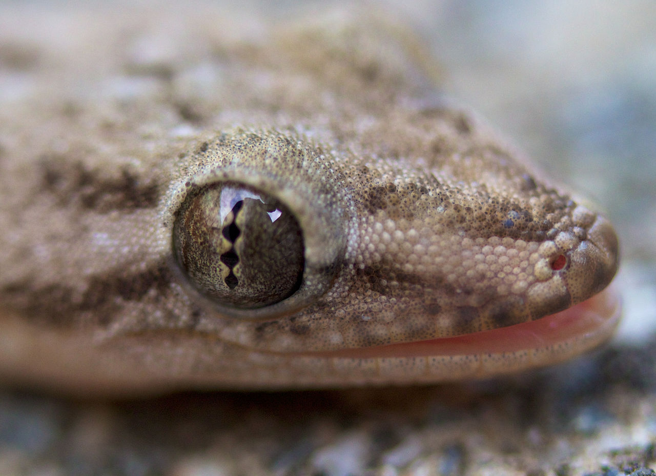 Gecko de casă comun