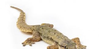 Gecko de casă comun (Hemidactylus frenatus), află totul despre această specie