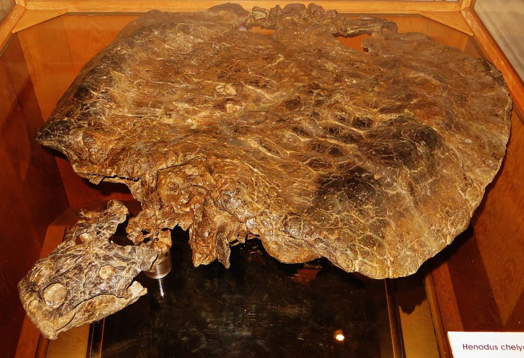 Henodus, o reptilă marină care a trăit în Triasicul superior