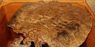 Henodus, o reptilă marină care a trăit în Triasicul superior