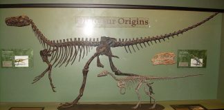 Herrerasaurus descoperit în Argentina, unul dintre cei mai vechi dinozauri