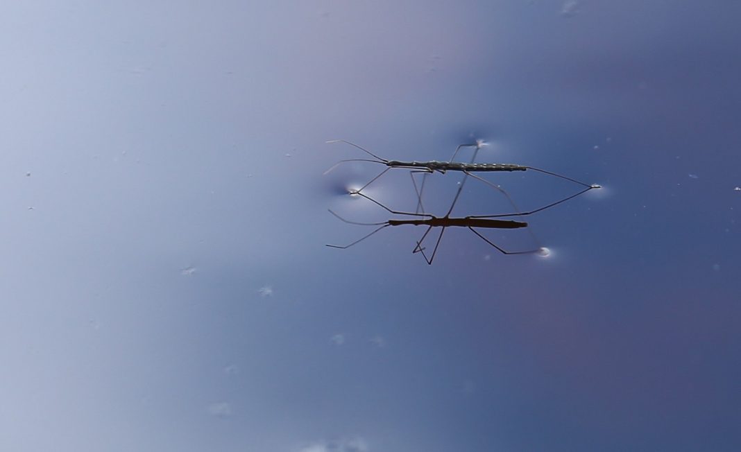 Hidrometride, gândaci care trăiesc pe luciul apei