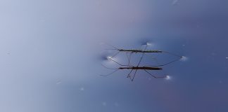 Hidrometride, gândaci care trăiesc pe luciul apei