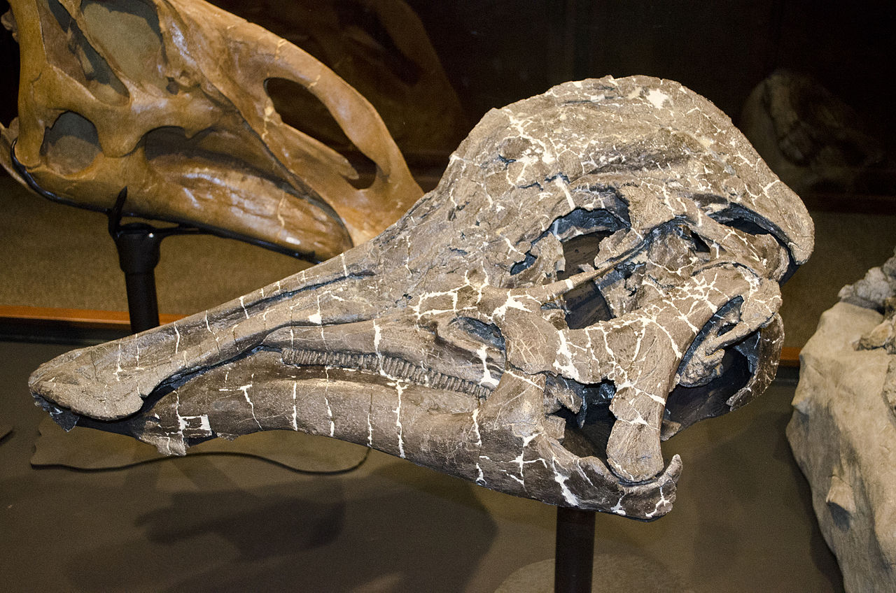 Hypacrosaurus