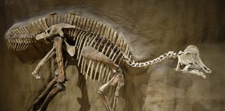 Hypacrosaurus, dinozaurul cu creastă în formă de semilună