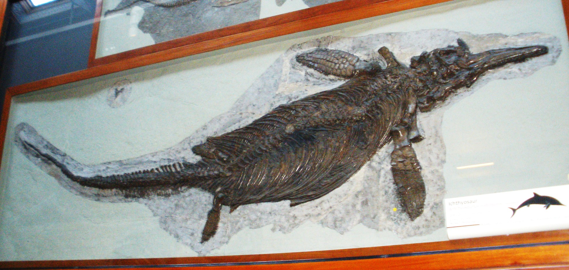 Ichthyosaurus, un dinozaur-pește din era Mezozoică