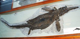 Ichthyosaurus, un dinozaur-pește din era Mezozoică