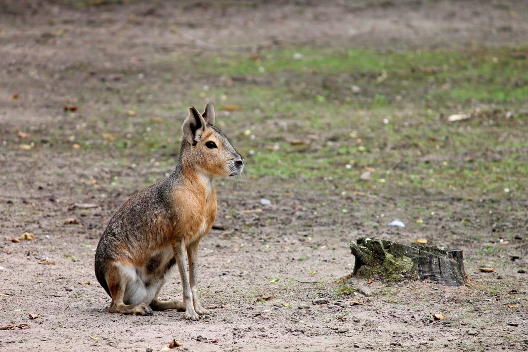 Iepurele de Patagonia (Dolichotis patagonum) cu un aspect zvelt