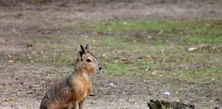 Iepurele de Patagonia (Dolichotis patagonum) cu un aspect zvelt