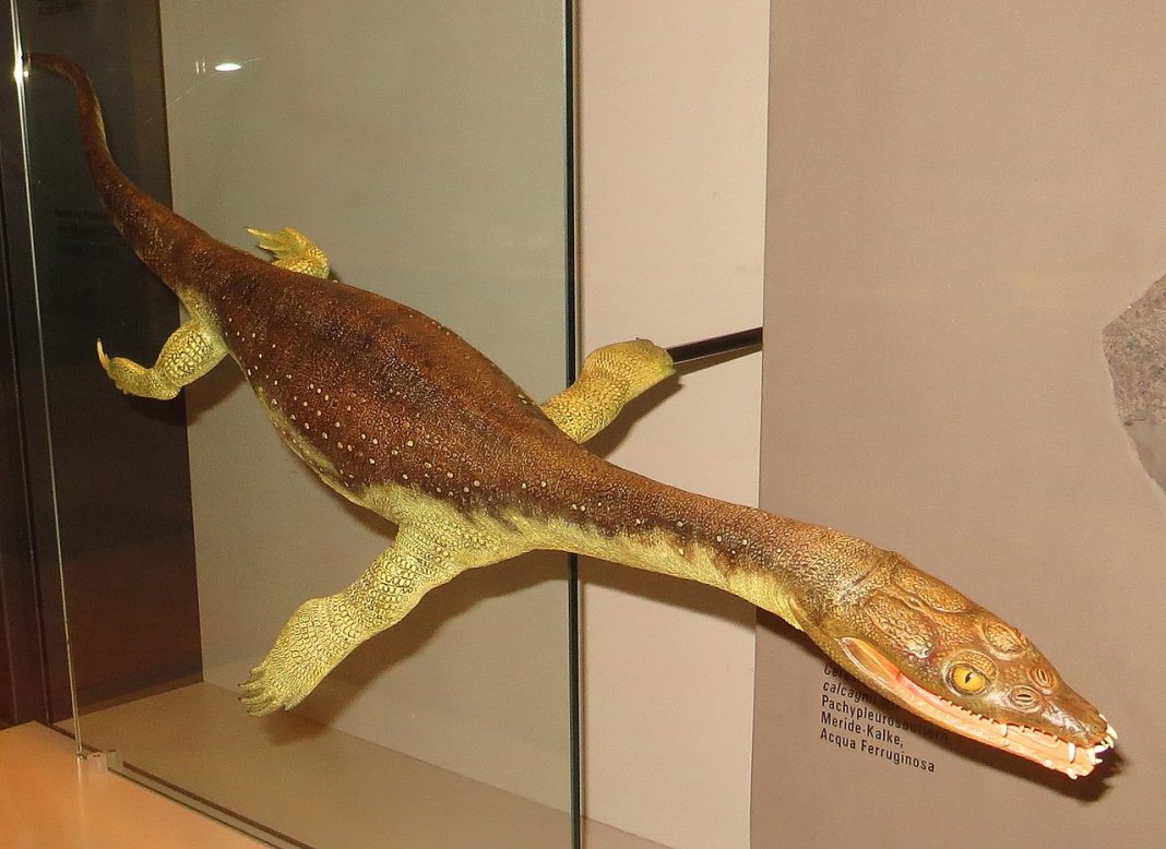 Lariosaurus, o reptilă semiacvatică din Triasicul mijlociu