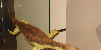 Lariosaurus, o reptilă semiacvatică din Triasicul mijlociu