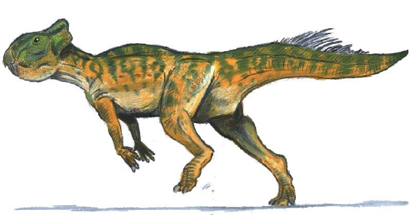 Leptoceratops, Foto: search4dinosaurs.com