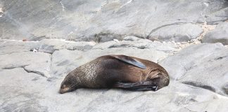 Leul de mare neozeelandez (Phocarctos hookeri), poate ajunge la 450 kg