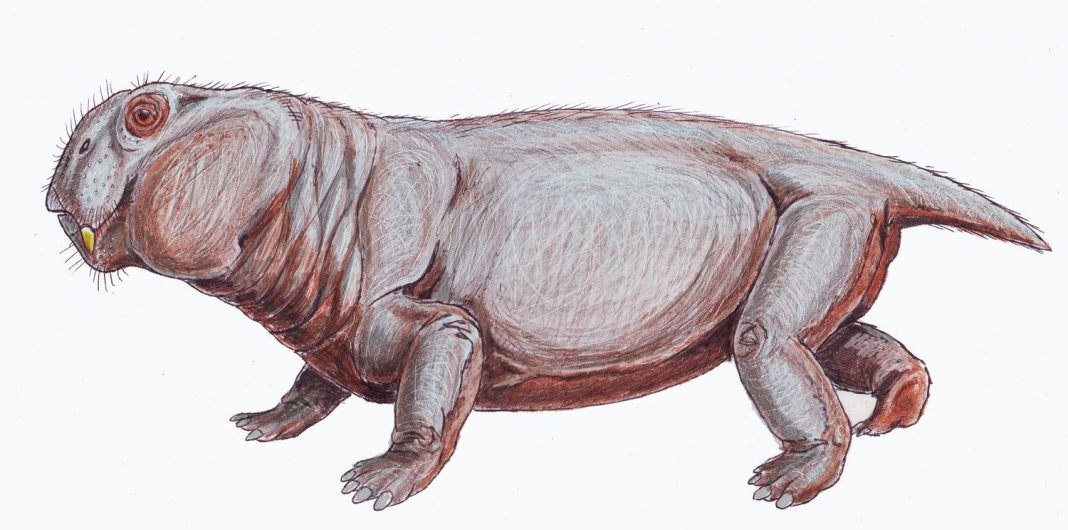 Lystrosaurus, strămoșul mamiferelor, o reptilă dizgrațioasă