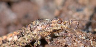 Machilide, insecte fără aripi care trăiesc în întreaga lume