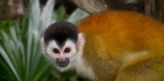 Maimuța veveriță boliviană (Saimiri boliviensis), vezi unde trăiește această specie