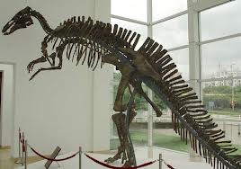 Mandschurosaurus amurensis, Scheletul din Rusia