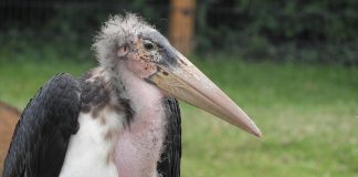 Marabu african (Leptoptilos crumeniferus), barza-gușată din Africa