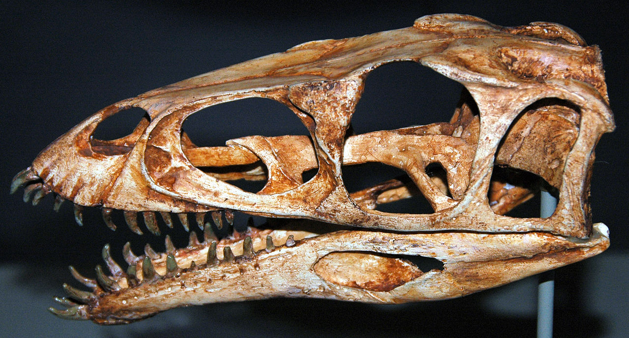 Masiakasaurus craniu