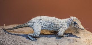 Megazostrodon, un mamifer preistoric din Triasicul superior