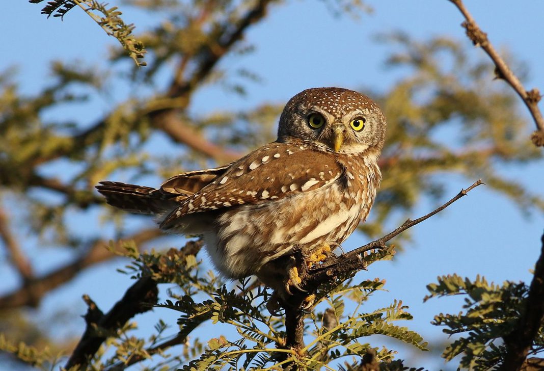 Mica bufniță perlată (Glaucidium perlatum) din Africa Mica bufniță perlată (Glaucidium perlatum) din Africa
